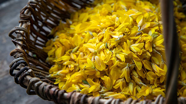 istock Handpicked Gorse Blossoms in Traditional Wicker Basket 2212933165