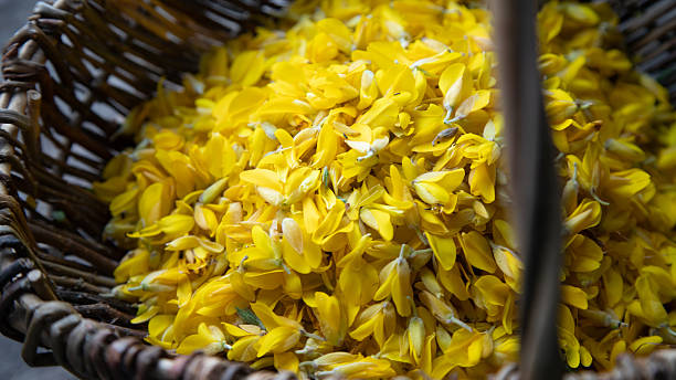 istock Handpicked Gorse Blossoms in Traditional Wicker Basket 2212933174