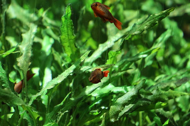 istock Fish swimming in an aquarium 2212933460
