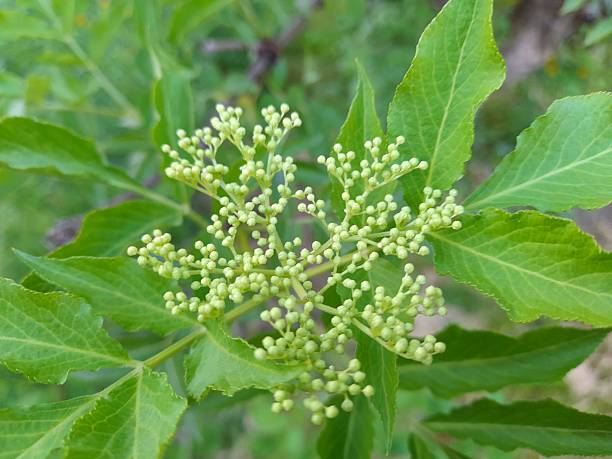 istock Buds of elderberry flower close up 2212933583