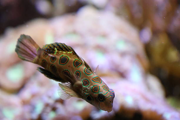 Fish in a fish tank in a zoo.