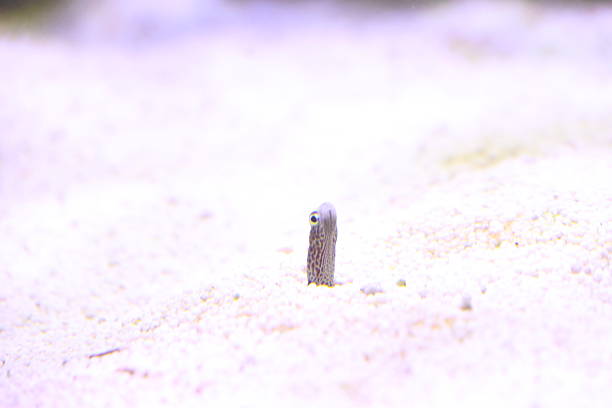 Fish in a fish tank in a zoo.