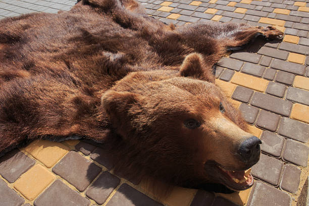 The head of brown bear hangs on a wooden wall. Hunting trophy