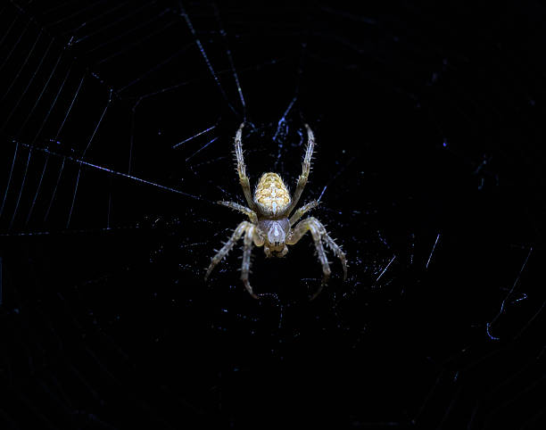 Spider in the center of the web on a black background, close-up