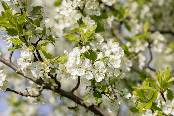 istock White flowers of blooming tree in spring. 2212935523