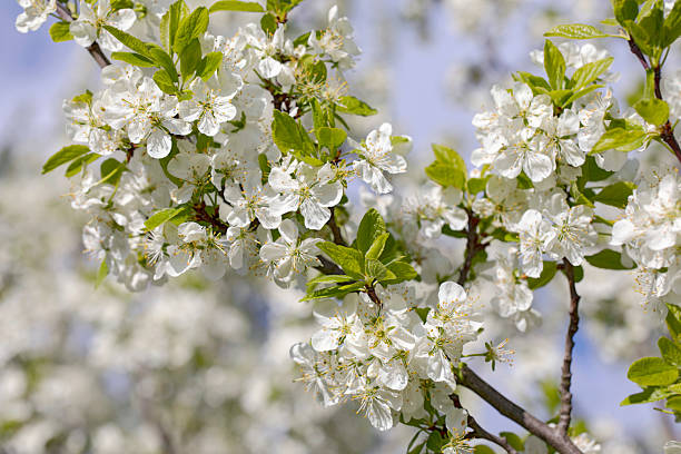 istock White flowers of blooming tree in spring. 2212935589