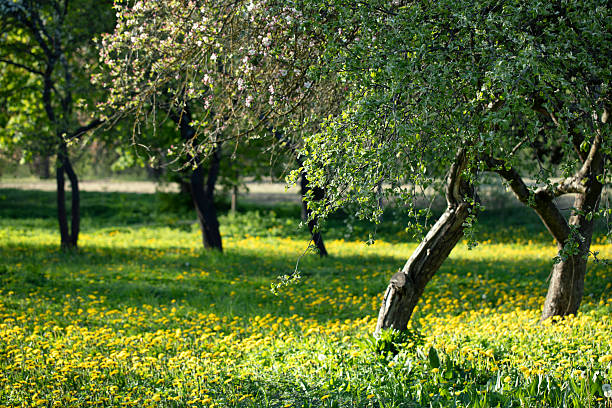 Spring landscape with blooming apple trees and a yellow meadow.
