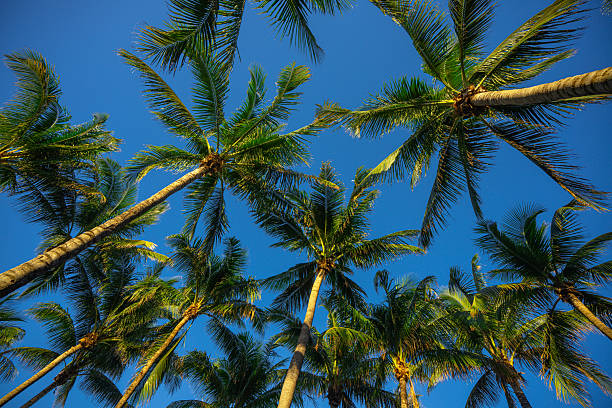 istock Tropical background. Green tropical palm texture. Palms leaf pattern. Nature tropical background. Summer background. Palm tree on blue sky. Tropical paradise. Exotic palm nature background. 2212936322