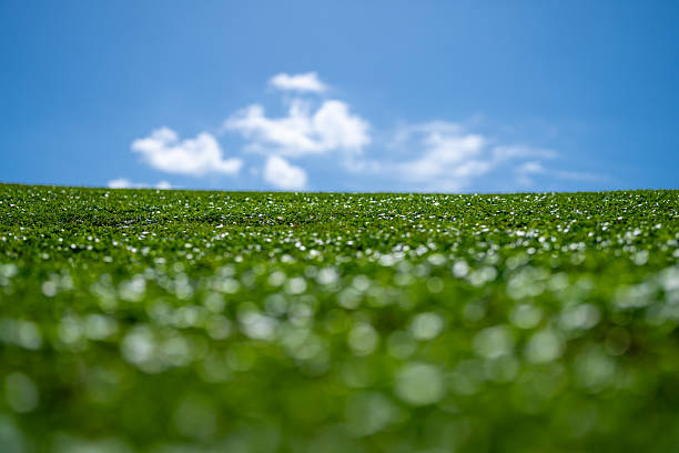 Grass background. Pasture grassy pattern. Green meadow. Green grass land. Summer grassy countryside. Peaceful grass hill. Grass pattern. Summer meadow. Sunny field. Idyllic pasture. Country scenery