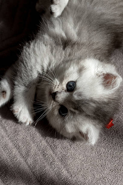 istock Highland Straight silver kitten runs 2212937494