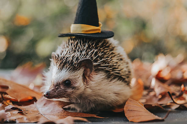 Hedgehog in Witch Hat Among Autumn Leaves