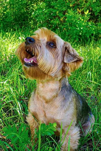 istock Dog. A smiling, funny Yorkshire terrier in a public park. Pets. 2212937655