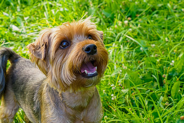 Dog. Yorkshire terrier. Portrait of a smiling purebred dog in a nature park. Pets.