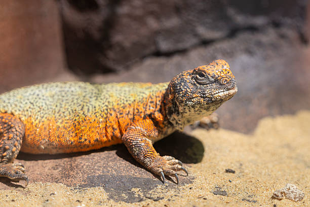 istock Portrait of North African Spiny-tailed Lizard. 2212938904