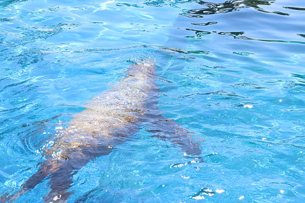 istock Seal in an aquarium 2212940436
