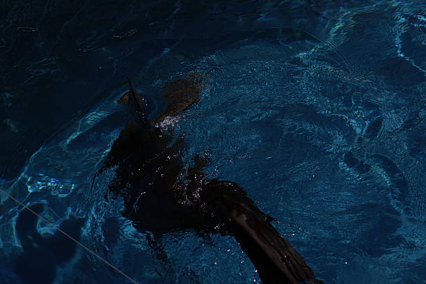 istock Seal in an aquarium 2212940441