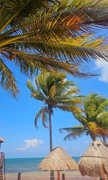 istock Palm trees from the Caribbean Sea, Cancun, Mexico 2212940574