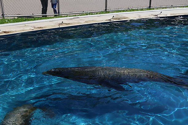 Seal swimming around in a turquoise pool