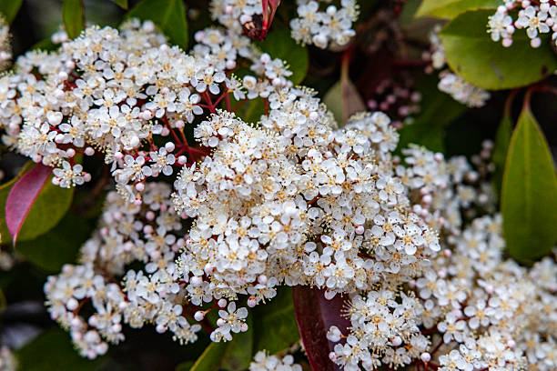 Scarlet Firethorn shrub in bloom with white flowers (Pyracantha coccinea).