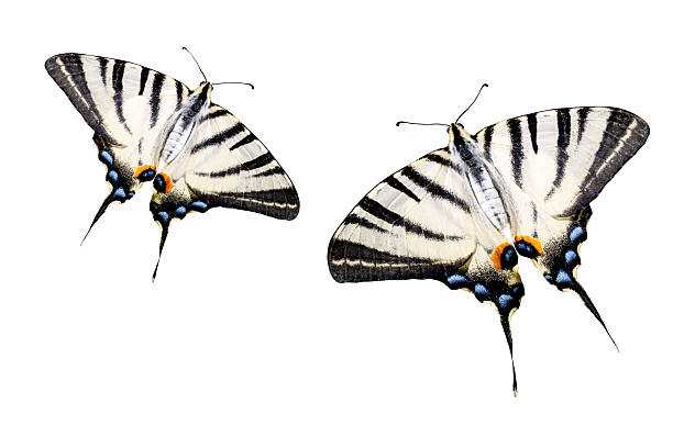 swallowtail butterflies in flight isolated on white background , insects