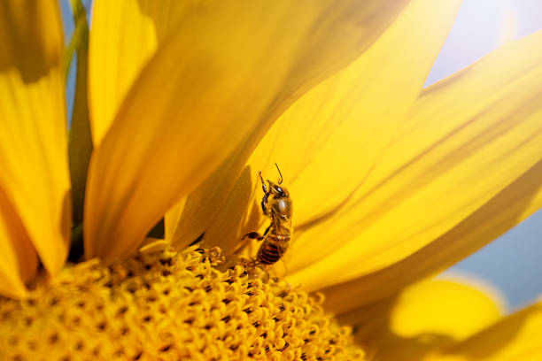 worker bee sitting on a yellow flower petal , insects