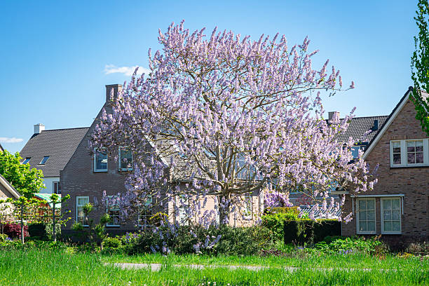 Paulownia tomentosa, known as princess tree, or empress tree with light purple to lila colored flowers on a sunny day in spring.