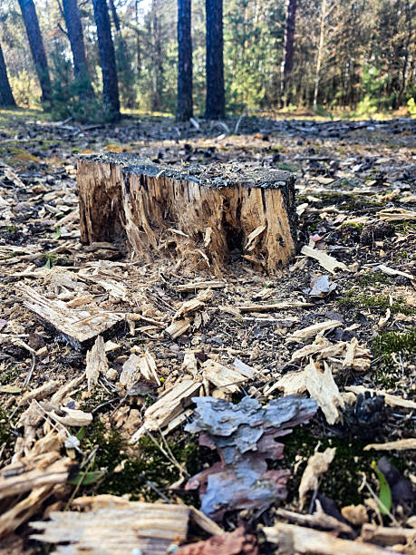 istock Forest Floor with Moss, Pine Cones, and Fallen Leaves 2212943977