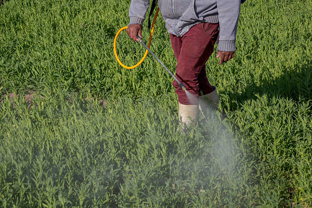 istock Farmer spraying chemicals on crops in mexico 2212944183