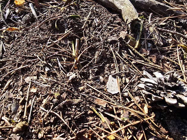 istock Forest Floor with Moss, Pine Cones, and Fallen Leaves 2212944400