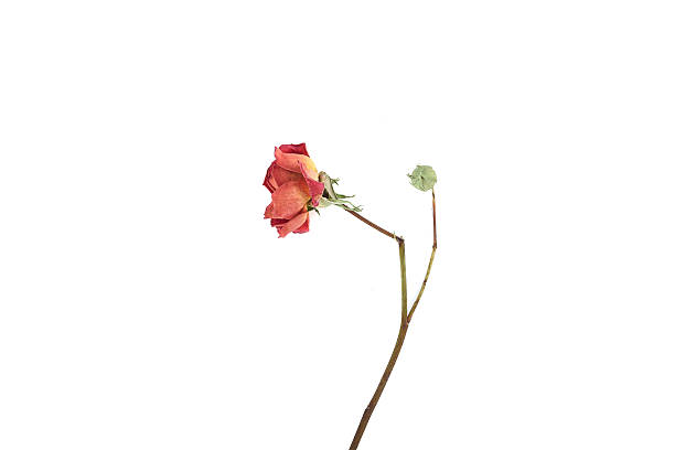 istock Dried open red rose bud and unopened bud on white background. 2212944661