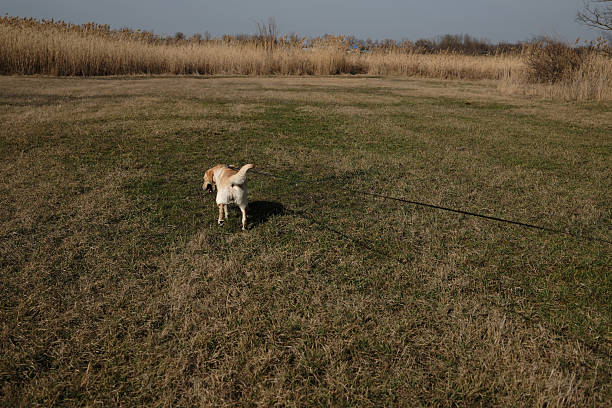 A Labrador retriever walks across a grassy field on a leash, exploring the open space. Rear view. The dogs tail is wagging, and it appears curious and active