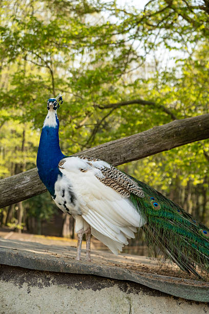 istock Indian Blue Pied Peacock or Peahen 2212944815