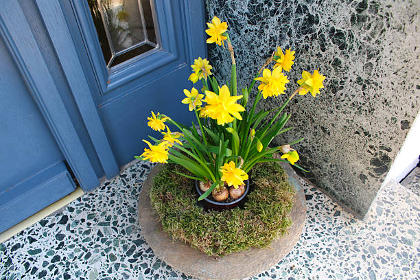 A beautiful cluster of double daffodils with bright yellow petals, blooming against a rustic blue door and stone wall, bringing a lively spring atmosphere. Osterglocken, Osterblumen und Dekoration in einem Hauseingang