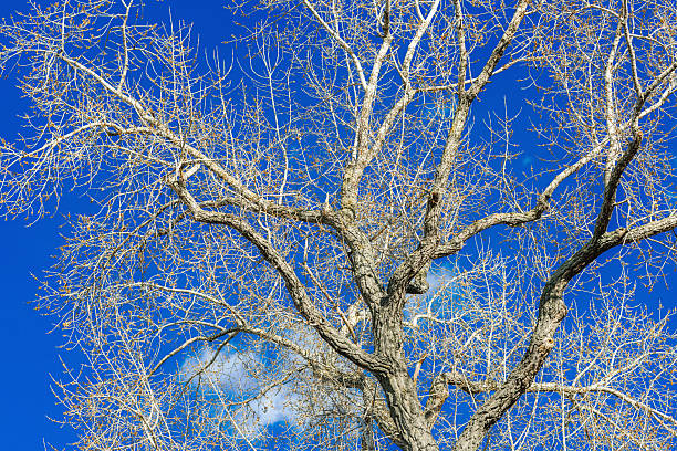 istock Blooming cherry tree with delicate white flowers on vibrant blue sky background. Spring nature 2212946629