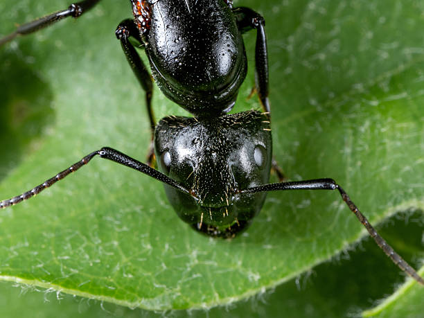 Macro photography