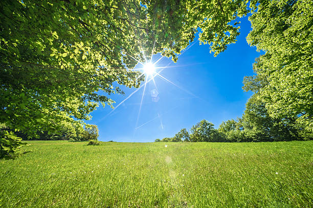 It is a beautiful, bright sunny day in a lush green park, filled with vibrant leaves and a clear blue sky overhead
