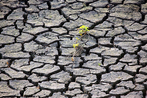 istock shot of arid, cracked soil with a tiny green plant sprouting through, showcasing nature's perseverance. Ideal for drought and survival imagery. 2212950247