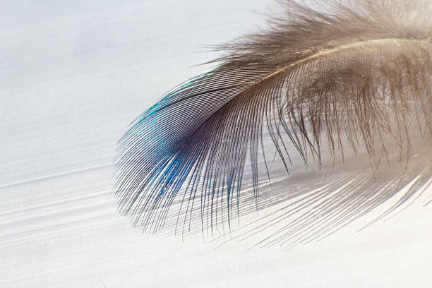 istock color bird feather lying on the white paper 2212950347