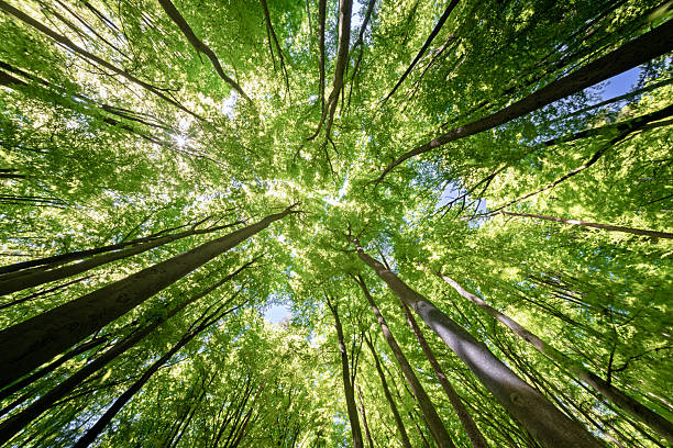 istock A beautiful lush green forest canopy with sunlight gently streaming through the trees above 2212950502