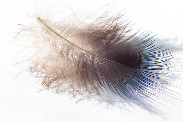 istock color bird feather lying on the white paper 2212950536