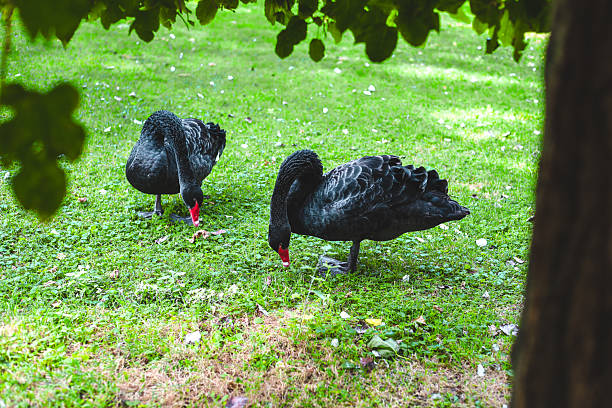 Two elegant black swans search for food on lush green grass in a tranquil park setting under soft sunlight.
