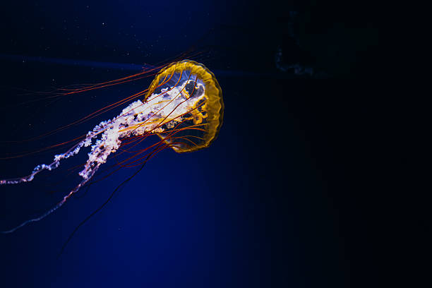 istock Graceful jellyfish drifting in deep blue ocean waters during a serene marine exploration 2212953979