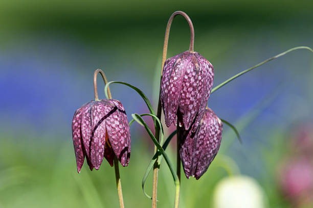 Close up of purple snakes head fritillary (fritillaria meleagris) flowers in bloom