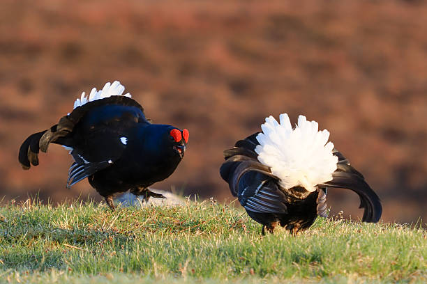 Two male Black Grouse on a Lek in Scotland