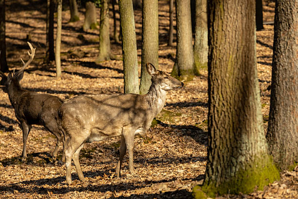 istock Wild deer in the forest in autumn 2212956428