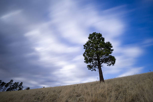 Isolated pine with streaking clouds on cinder cone in Coconino National Forest