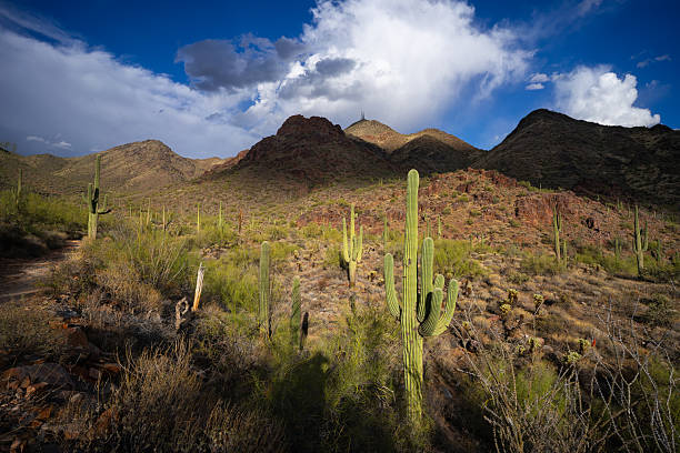 istock Dramatic light on Sonoran Desert landscape in McDowell Mountains 2212957020
