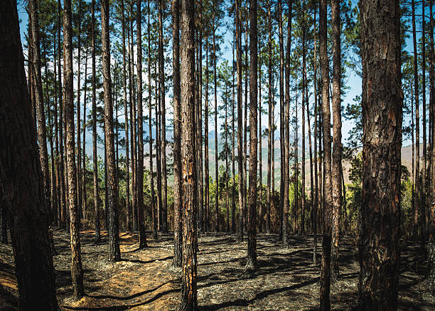 A dense pine forest stretches across a sunlit hillside in Brazil, with tall, straight trunks forming vertical lines that lead the eye toward the distant hills and blue sky. The forest floor is dry and covered with needles and soil, casting long, crisp shadows in the afternoon light.