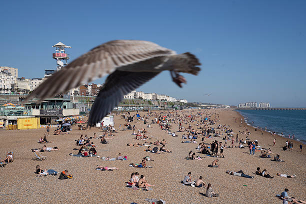 One beautiful seagull standing on the seat with local people and visitor sunbathing on the beach at Brighton Pier, UK the famous place for people.