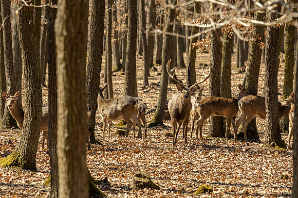 Wild deer in the forest in autumn. Deer in the wild nature in the forest park